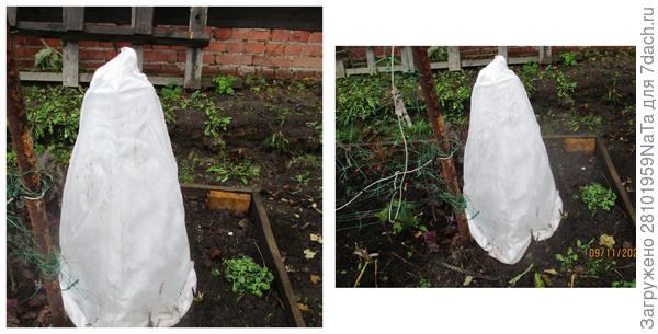 Рододендрон укрыт