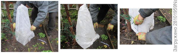 Муж помогает укрыть рододендрон