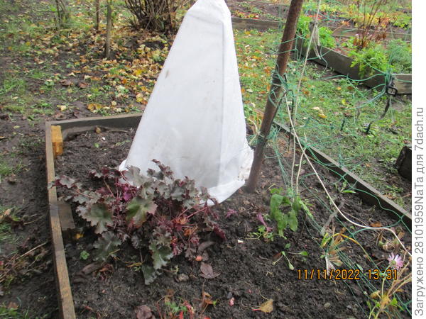 укрытие для рододендрона от "Удачного сезона"