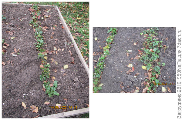 Высаживаю кусты рядками