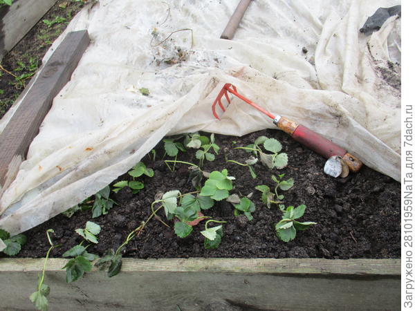 Молодые кусты