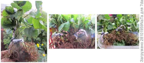 Связываю кустики