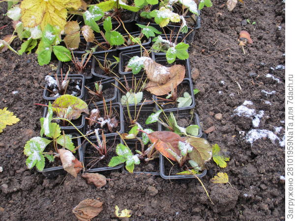 засыпаю землей землянику в кассетах по самые бортики