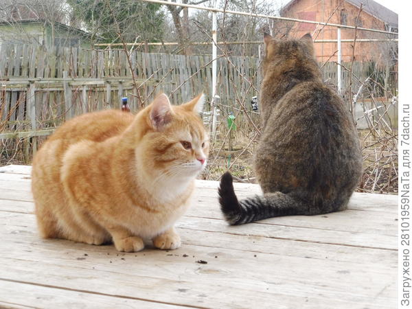 Кузя и Мурза