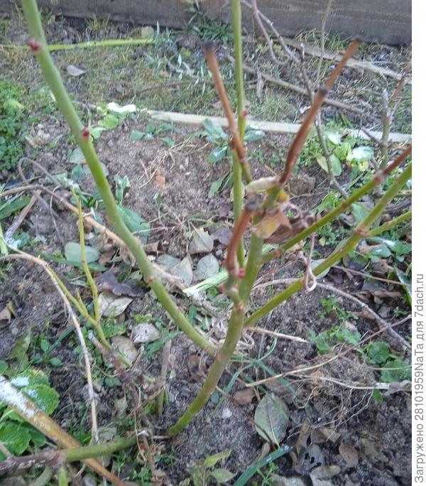 Убрала листья с веток