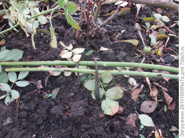 Фиксируем ветки скобкой