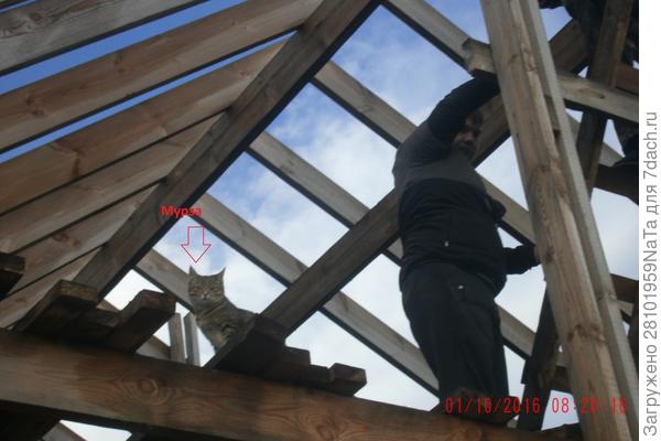 кошка Мурза