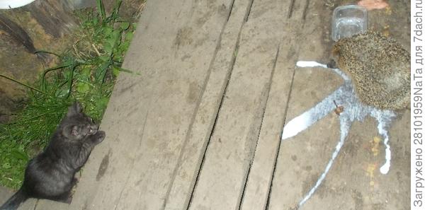 Степка и ежик