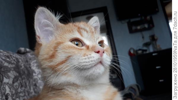 Да -наглая рыжая морда