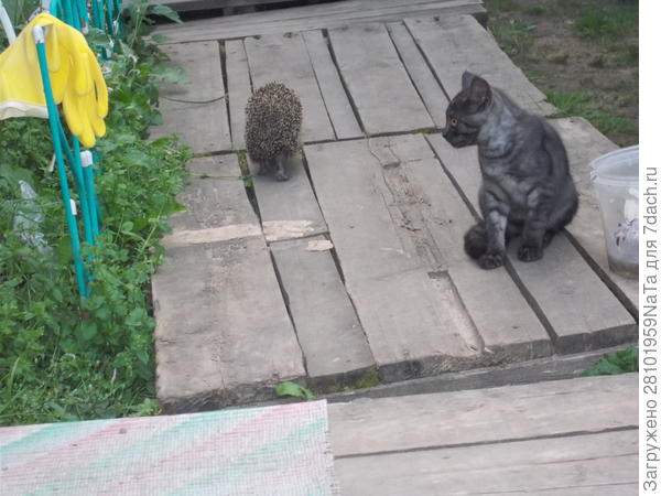 Степка и еж