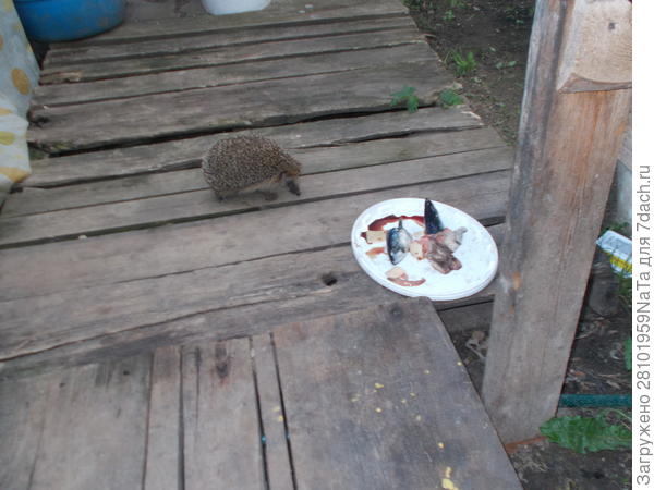 ежик идет обедать