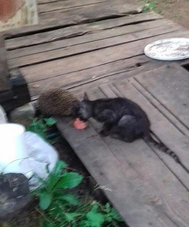 ежик и Степа кушают фарш