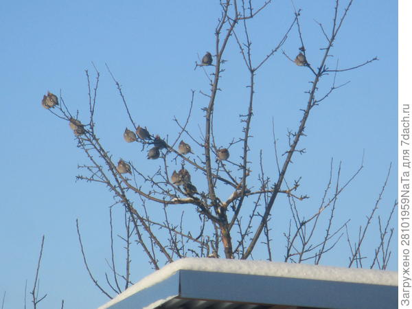 свиристели прилетели