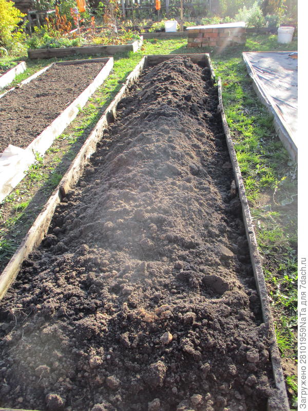 грядки готовим в сентябре под посев моркови под зиму