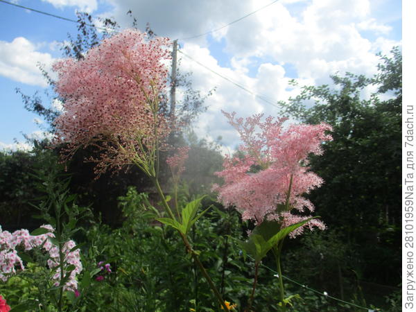 лето в разгаре