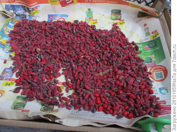 сушеные ягоды барбариса