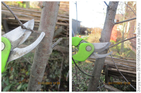 обрезаем вишню