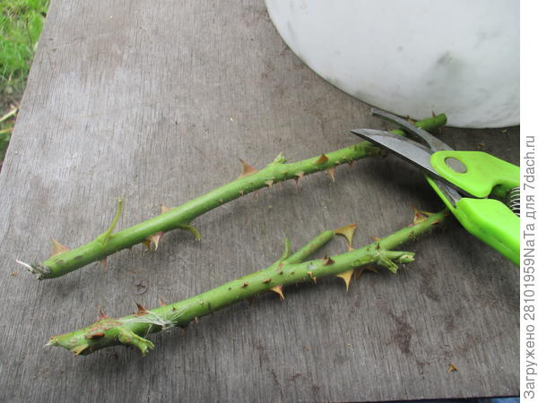 маленький секатор