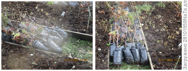 Укладываем высокие растения