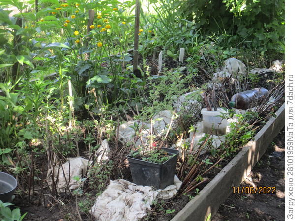 Черенки укореняются в грунте