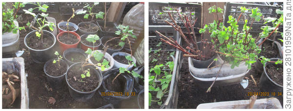 Молодые саженцы из черенков