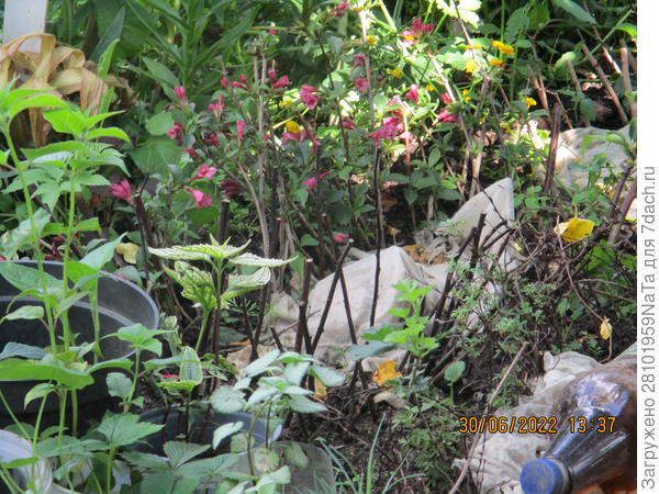 Черенки вейгелы цветут