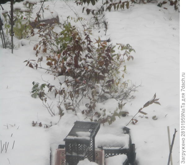 Растения под снегом
