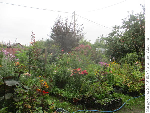 грядки с цветами