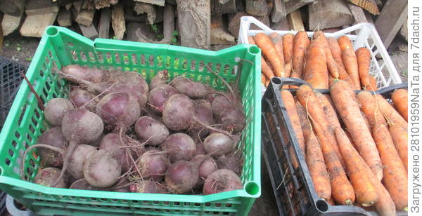 морковь и свекла