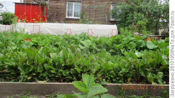 свекла и репа