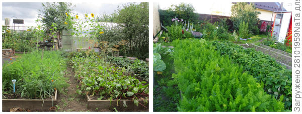 грядки для овощей