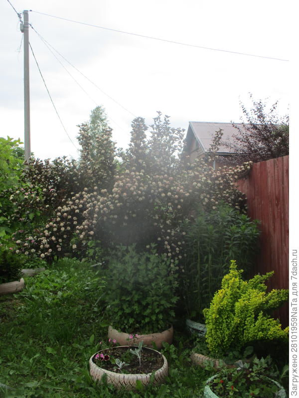 пузыреплодник