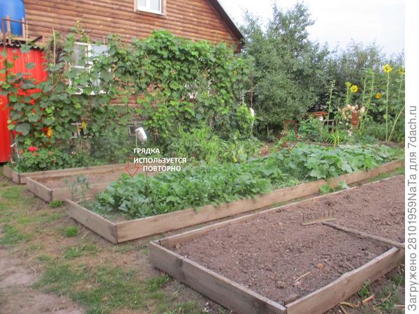 Использую грядку повторно за сезон