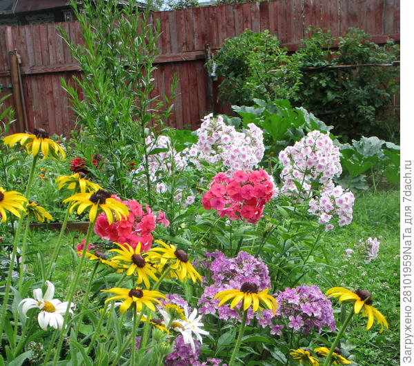 летние цветочки