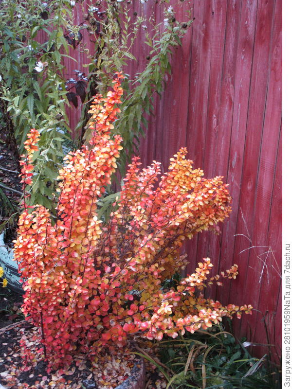 осенью барбарис