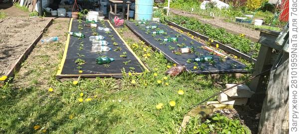 Бутылки на грядках