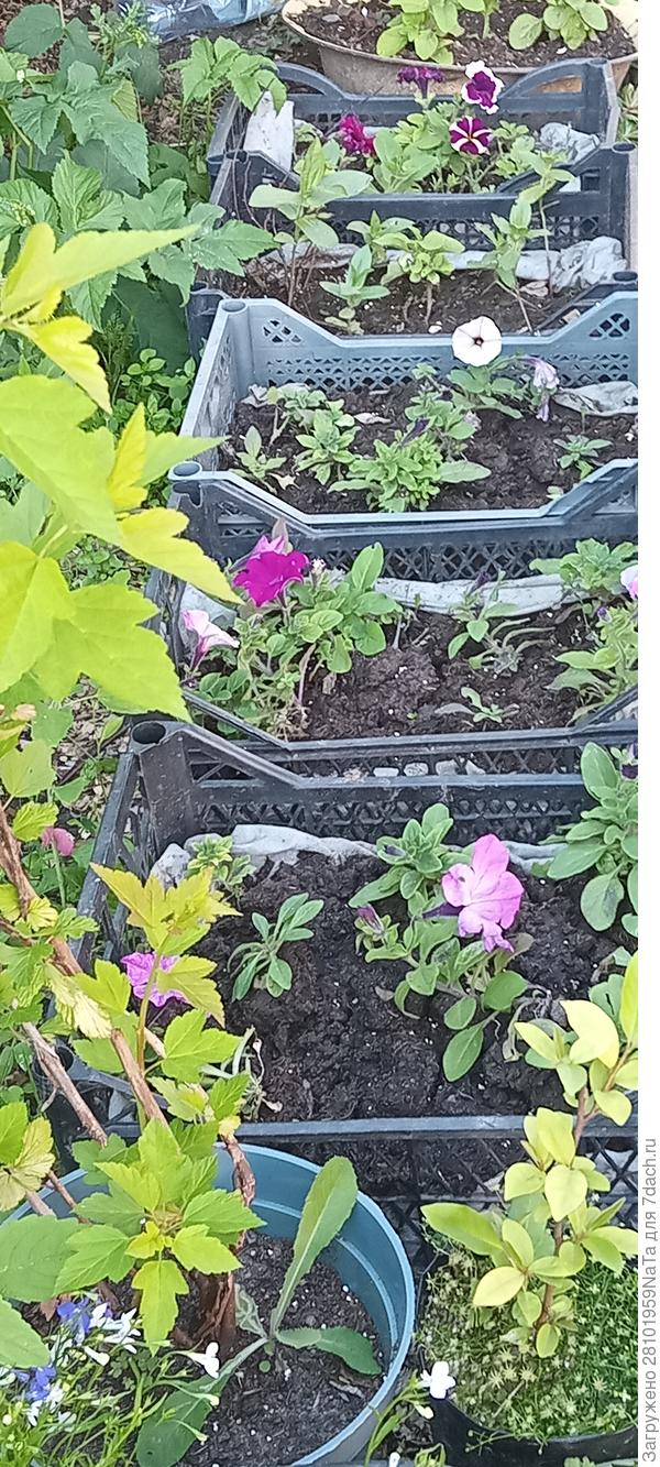 цветы в ящиках 24 г