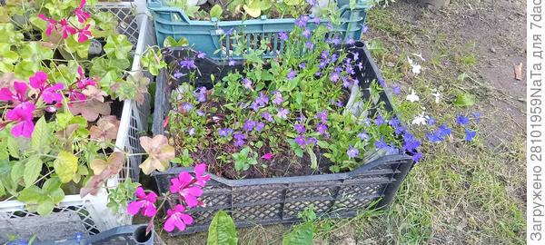 в ящиках цветы 24 г