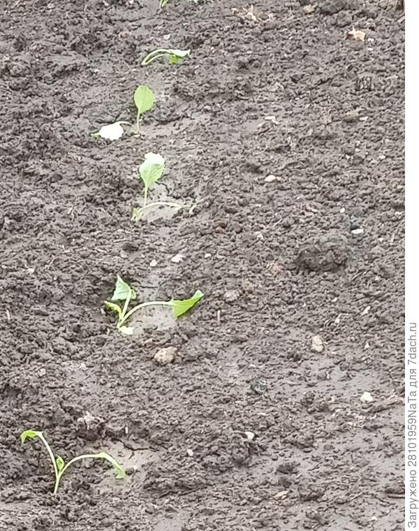 Ранняя капуста