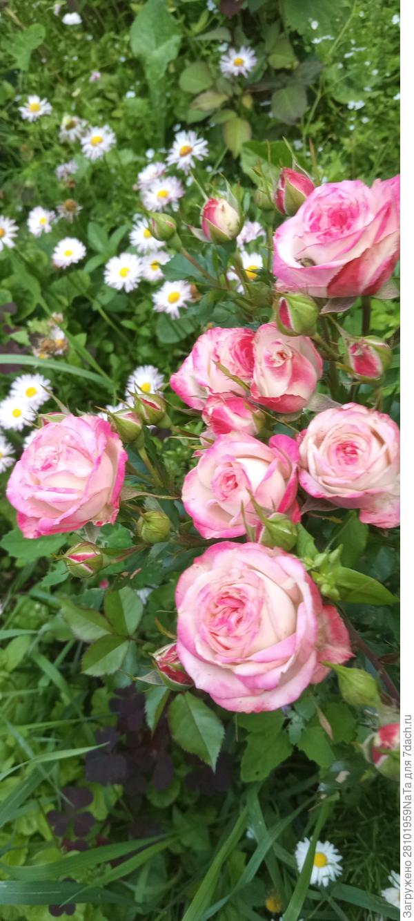 самые мои любимые