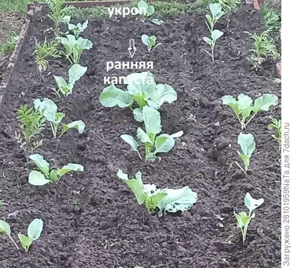 Ранняя и поздняя капуста