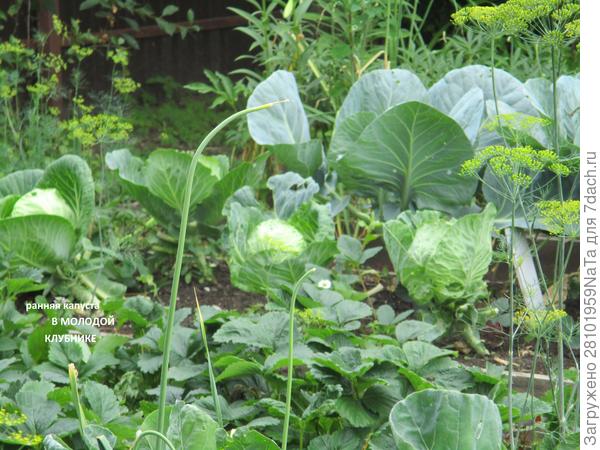 Капуста и клубника