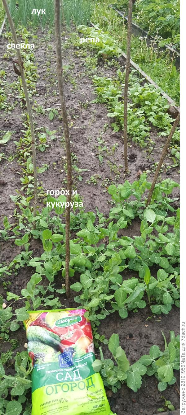 С удобрением посадки