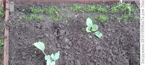 Укроп и капуста