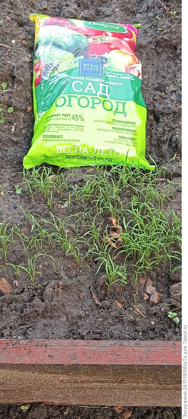 Удобрение для укропа