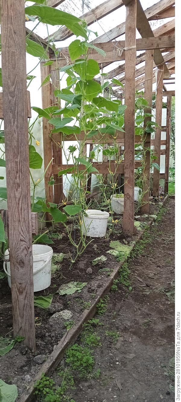 Огурцы в теплице