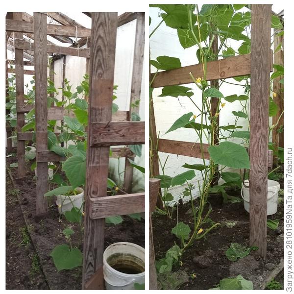 Огурцы растут хорошо