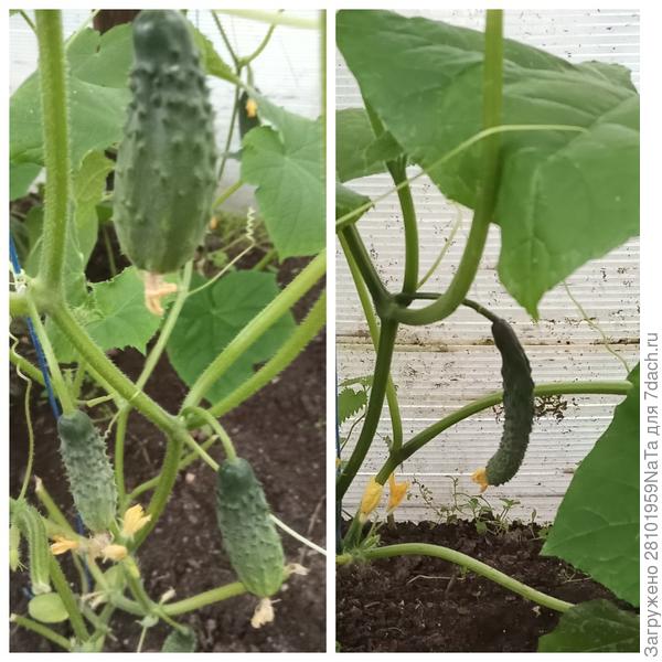 Молодые огуречки