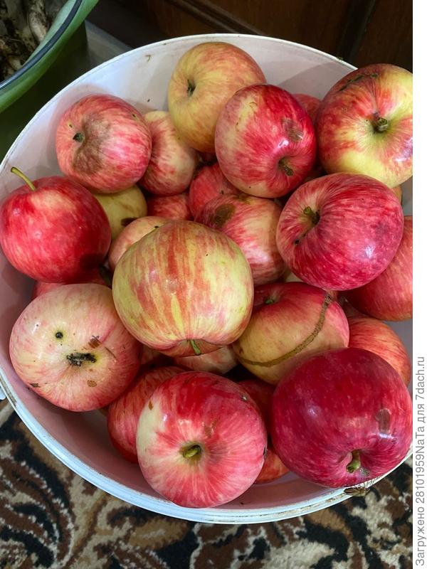 Самые вкусные яблочки