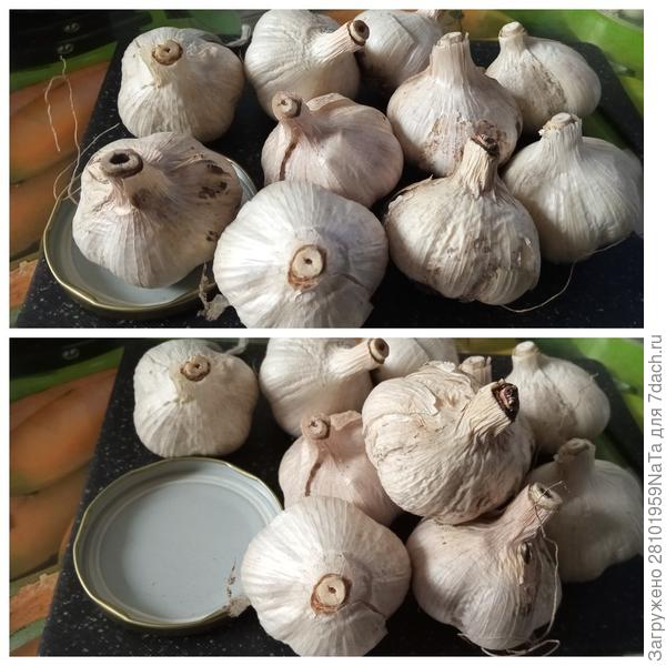 чеснок крупный